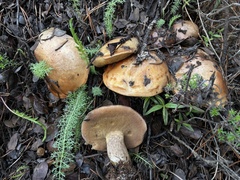 Suillus quiescens