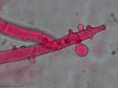 Agaricomycetes