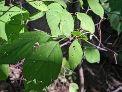 Prunus nigra