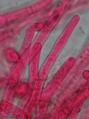 Agaricomycetes
