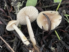 Marasmius albogriseus