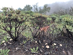 Marasmius albogriseus