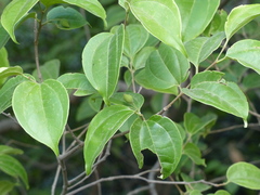 Celtis timorensis