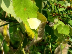 Abaeis salome jamapa