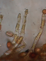 Agaricomycetes