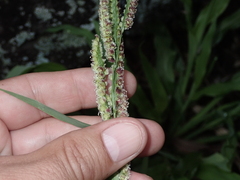 Paspalum fimbriatum