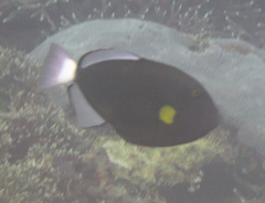 Melichthys vidua