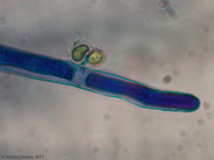 Agaricomycetes