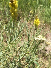 Linaria genistifolia