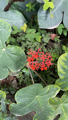 Jatropha podagrica