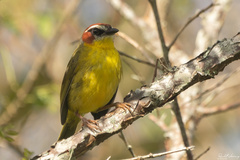 Basileuterus delattrii