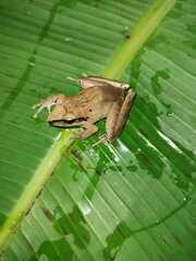Craugastor metriosistus