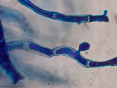Agaricomycetes