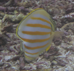 Chaetodon ornatissimus