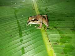Craugastor metriosistus