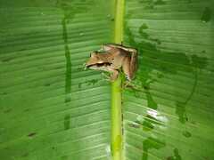 Craugastor metriosistus