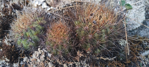 Matucana aurantiaca