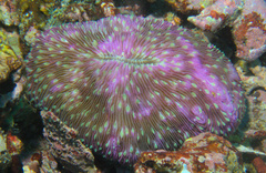 Lobactis scutaria