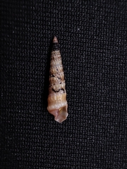 Terebra