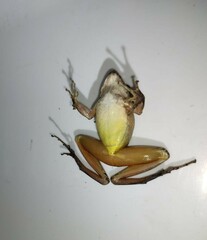 Craugastor metriosistus