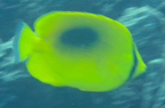 Chaetodon speculum