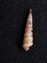 Terebra