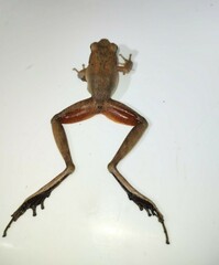Craugastor metriosistus