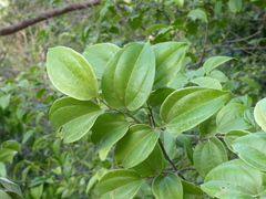 Celtis timorensis