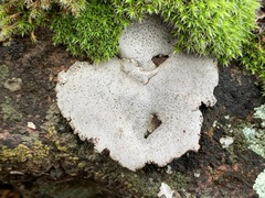 Dermatocarpon miniatum