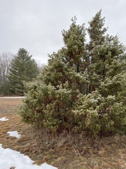 Juniperus communis communis