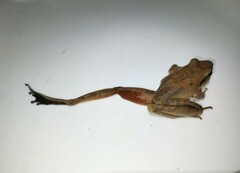 Craugastor metriosistus