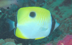 Chaetodon unimaculatus