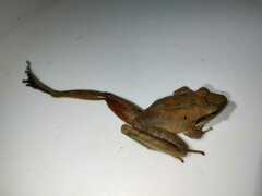 Craugastor metriosistus