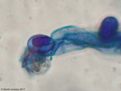 Agaricomycetes