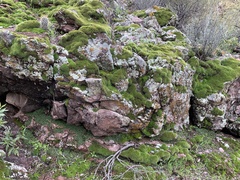 Dermatocarpon miniatum