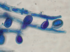 Agaricomycetes
