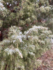 Juniperus communis communis
