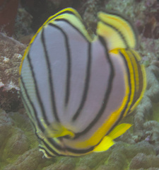 Chaetodon meyeri