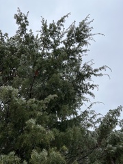 Juniperus communis communis