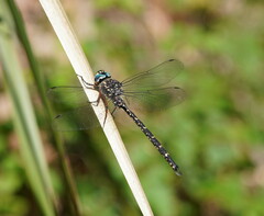 Austroaeschna multipunctata