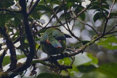 Aulacorhynchus prasinus