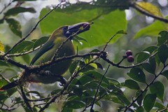 Aulacorhynchus prasinus