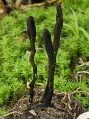 Geoglossum
