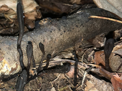 Geoglossum