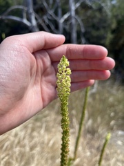 Reseda luteola