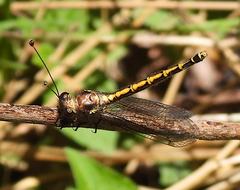 Suhpalacsa subtrahens