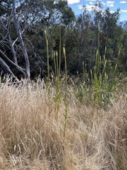 Reseda luteola