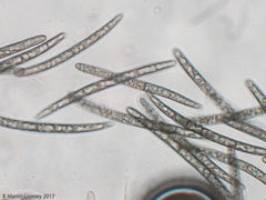 Geoglossum