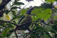 Aulacorhynchus prasinus