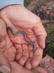 Afrotyphlops bibronii